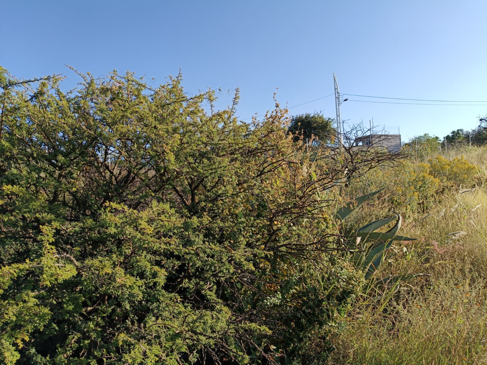 WhatsApp Image 2024-11-09 at 9.22.00 PM (1)